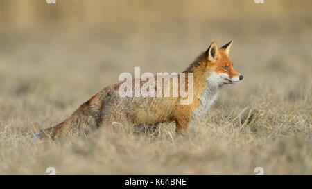 Red Fox (vulpes vulpes vulpes), stando in piedi in un prato, caccia fagiano, Moravia Repubblica Ceca Foto Stock