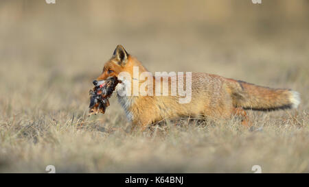 Red Fox (vulpes vulpes vulpes), corre in un prato con la preda, caccia fagiano, Moravia Repubblica Ceca Foto Stock