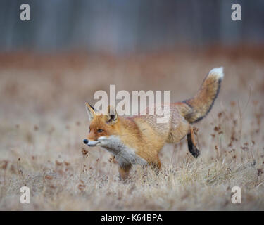 Red Fox (vulpes vulpes vulpes), saltare in un prato, Moravia Repubblica Ceca Foto Stock