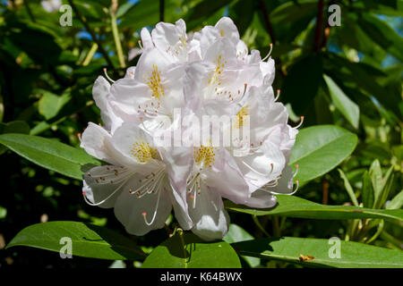 Bianco (Rhododendron Rhododendron sp.), Blüte, Isola di Mainau, il lago di Costanza - Germania Foto Stock