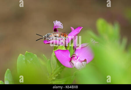 ape su un fiore Foto Stock