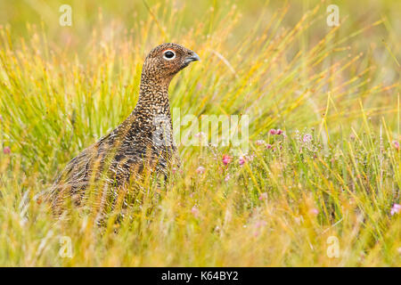 Red Grouse (lagopus lagopus scotica) in habitat naturale, brughiere, Cairngorms National Park, highlands Scozia, Gran Bretagna Foto Stock