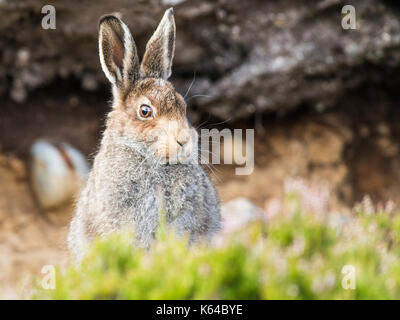 Mountain lepre (Lepus timidus) siede in habitat, estate coat, cairngroms national park, highlands Scozia, Gran Bretagna Foto Stock