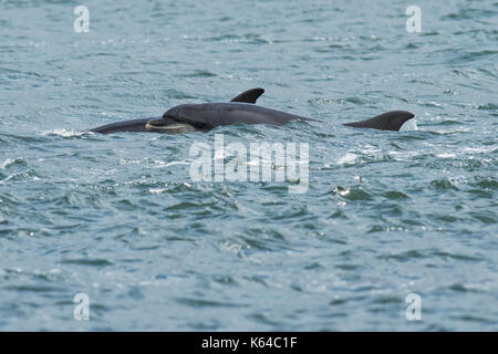 I delfini (tursiops truncatus) nella baia, chanonry point, Moray Firth, Inverness, Scotland Foto Stock