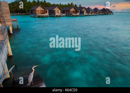 Airone cenerino (area cinerea) al tramonto davanti a capanne di legno, gangehi island, ari-atoll, Maldive Foto Stock