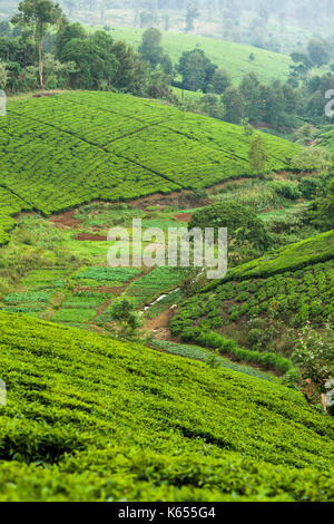 La piantagione di tè con piante di tè (Camellia sinensis) sui pendii collinari, Kenya Foto Stock