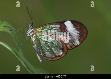 Greta oto, clearwing, glasswing butterfly, in appoggio sulla lamina, ecuador, giungla, Foto Stock