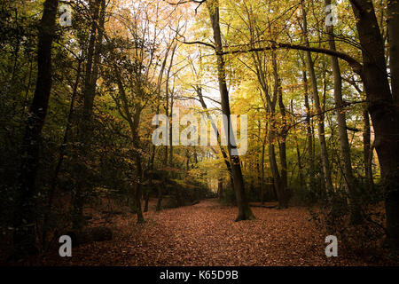 Burnham Beeches, Regno Unito - 7 November 2016: i fitti boschi a Burnham Beeches nel Buckinghamshire Foto Stock