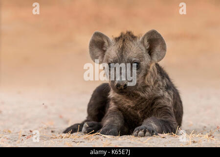 La iena pup, (hyaenidae) in kwai, Botswana, rilassante Foto Stock