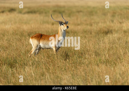 Lechwe rosso in erba lunga Foto Stock