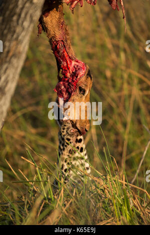 Giovani leopard mangiare impala, kwai, Botswana Foto Stock