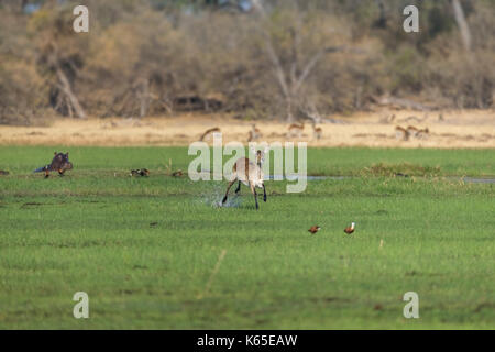 Lechwe rosso, (kobus leche) in esecuzione attraverso acqua con hippo in background. in kwai, Botswana Foto Stock
