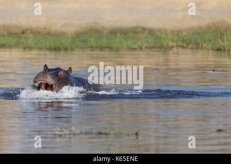 Giovani Ippona, (Hippopotamus amphibius)giocando nel fiume Kwai, Botswana Foto Stock