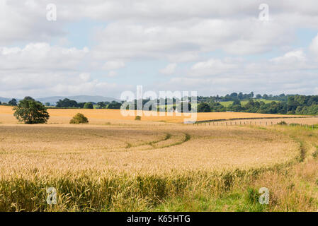 East lothian vista sulla campagna Foto Stock