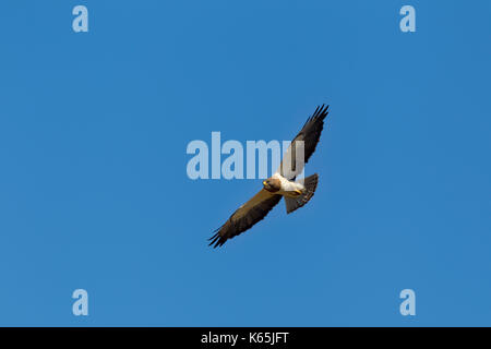 Swainson's hawk Buteo swainsoni walden, Colorado, Stati Uniti 8 luglio 2017 adulto in volo. accipitridae Foto Stock