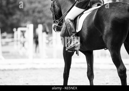 Chiudere l immagine del cavallo con pilota a dressage equestrian competizioni sportive. Dettagli di equipaggiamento equestre Foto Stock