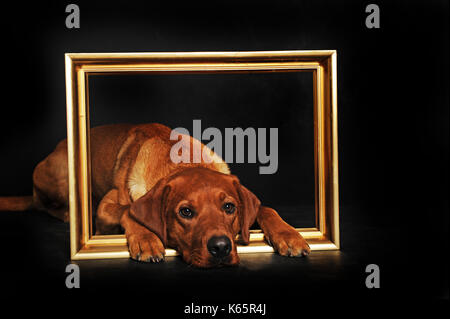 Il labrador retriever, la linea di lavoro, giallo, maschio Foto Stock