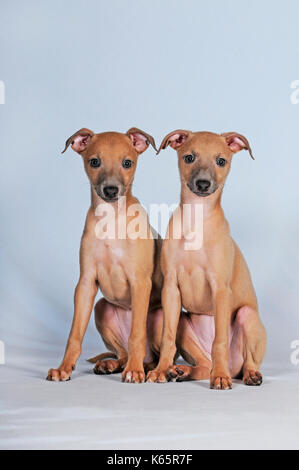 Italian scacciapensieri, cuccioli, 8 settimane di età, isabella colorato Foto Stock