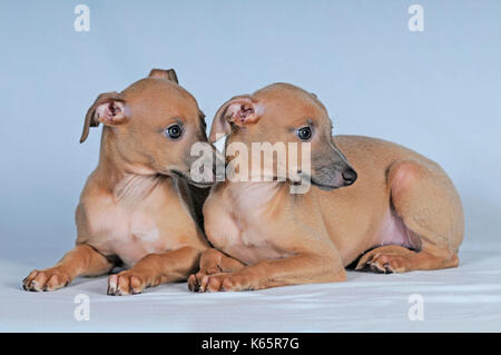 Italian scacciapensieri, cuccioli, 8 settimane di età, isabella colorato Foto Stock