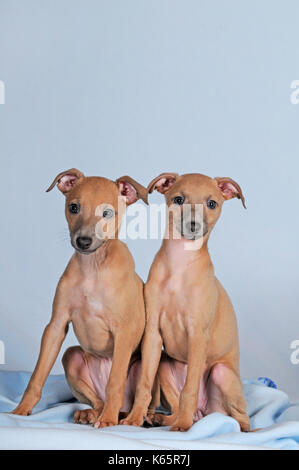 Italian scacciapensieri, cuccioli, 8 settimane di età, isabella colorato Foto Stock