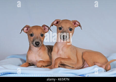 Italian scacciapensieri, cuccioli, 8 settimane di età, isabella colorato Foto Stock