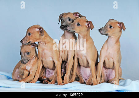 Italian scacciapensieri, cuccioli, 8 settimane di età, isabella colorato Foto Stock