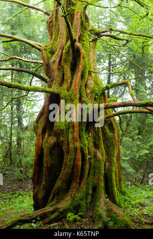 Dawn redwood (Metasequoia glyptostroboides), trewidden giardino, a Penzance, Cornwall, Inghilterra, Gran Bretagna Foto Stock