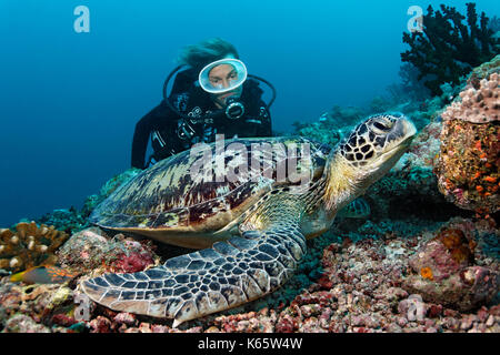 Scuba Diver, verde merress tartaruga (Chelonia Mydas), Oceano indiano, Maldive Foto Stock