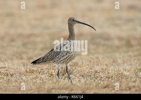 Eurasian curlew (Numenius arquata) rovistando nella prateria Foto Stock