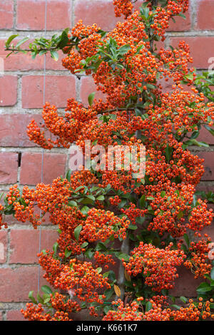 Pyracantha 'Saphyr Rouge'. Saphyr Firethorn Rouge bacche in autunno. Regno Unito Foto Stock