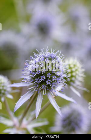 Eryngium Planum mare holly, detto anche Blue Eryngo, un robusto perenne con blue spinoso fiori che sbocciano un inglese un giardino estivo di frontiera, REGNO UNITO Foto Stock