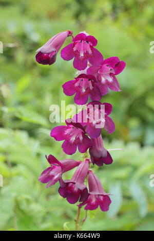 Penstemon 'Raven' , un semi-evergren perenne con viola scuro bell come i fiori in piena fioritura in un giardino inglese confine in estate Foto Stock