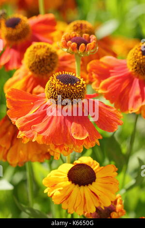 Sneezeweed, Helenium 'Waltraut' un alto perenne con oro brillante fiori arancione, in piena fioritura in un giardino inglese confine in estate Foto Stock