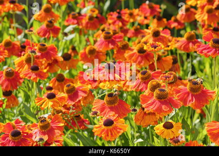 Sneezeweed, Helenium 'Waltraut' un alto perenne con oro brillante fiori arancione, in piena fioritura in un giardino inglese confine in estate Foto Stock