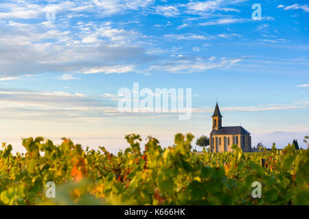 I vigneti e la chiesa nel Beaujolais con un grande cielo blu di sunrise, Francia Foto Stock