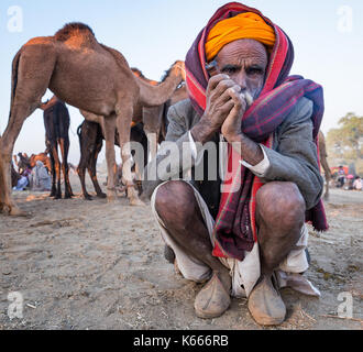 Anziani uomo di Rajasthani fumare una tubazione di hash tra i suoi cammelli Pushkar Mela, Rajasthan, India Foto Stock