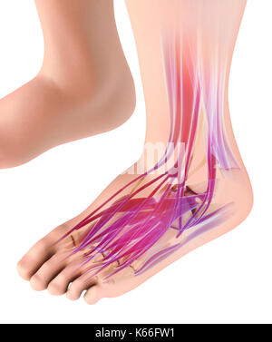 3d illustrazione di medico e di concetto scientifico e il piede del muscolo umano - sistema muscolare. Foto Stock