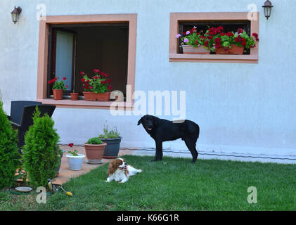 Adorabili cani di riposo in un cortile di fronte casa windows con fiori Foto Stock