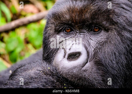 Sguardo intelligente di una femmina di gorilla di montagna Foto Stock