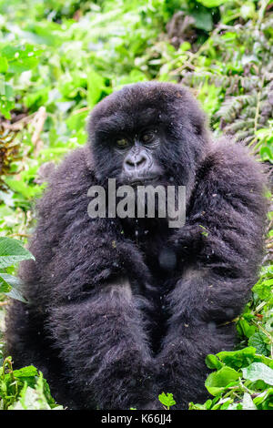 Hairy il novellame di gorilla di montagna a guardare Foto Stock