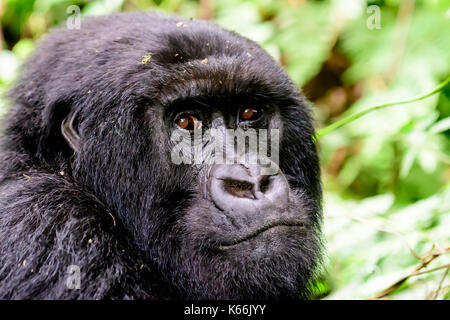 La faccia intelligente di una femmina di gorilla di montagna Foto Stock