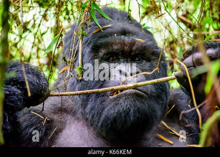 Colpo alla testa di un silverback gorilla di montagna mangiare corteccia Foto Stock