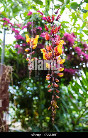 Mysore trumpetvine (thunbergia mysorensis) a Cambridge Botanic Gardens, cambridge, Regno Unito Foto Stock