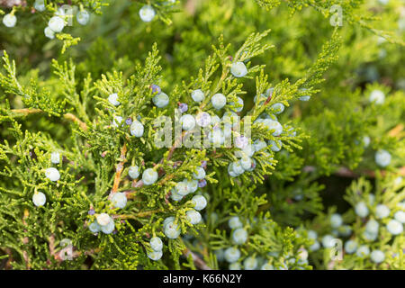 Sadebaum, Frucht, Früchtem Beeren, Stink-Wacholder, Gift-Wacholder, Stinkwacholder, Giftwacholder, Sebenstrauch, Sade-Baum, Juniperus sabina, Savin Ju Foto Stock