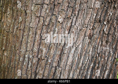 Corteccia di Sorbus domestica Foto Stock