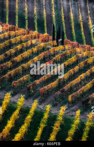 Italia piemonte - Langhe piemontesi,zona famosa in tutto il mondo per la produzione di vino.quì siamo nel periodo autunnale colomba i vitigni assumono dei colori meravigliosi|questa ripresa è stata fatta nelle Langhe piemontesi, una famosa zona vitivinicola. Questo è in autunno quando i vitigni a prendere su splendidi colori Foto Stock