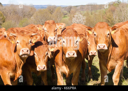 Allevamento di giovani curiosi Limousin bovini da carne affastellati assieme guardando la fotocamera con buoi, manzi , giovenche e vacche in un pascolo a molla Foto Stock