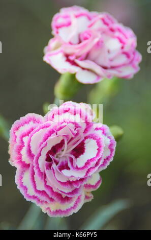 Dianthus 'Gran preferito di' un bianco doppio garofano fiorito con raspbery rosa petalo frangiare e blu-grigio fogliame in un cottage Inglese garden, REGNO UNITO Foto Stock