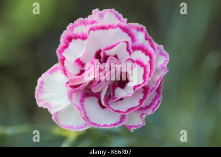 Dianthus 'Gran preferito di' un bianco doppio garofano fiorito con raspbery rosa petalo frangiare e blu-grigio fogliame in un cottage Inglese garden, REGNO UNITO Foto Stock