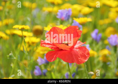 Rosso papavero (Papaver rhoeas) e mais Le calendule fiorisce in un coltivato prato di fiori selvaggi all'altezza di un inglese estate Foto Stock